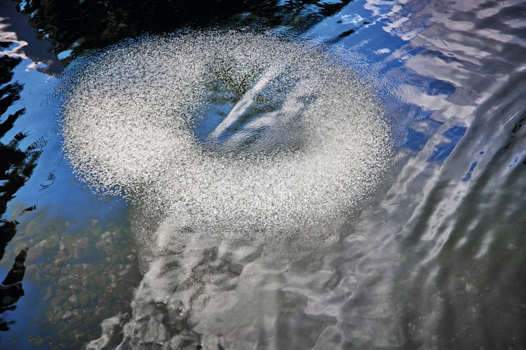 Oase Belüfterring D 60 für AquaOxy