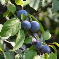 Sallys Backzwetschge Goro