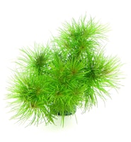 Pogostemon deccanensis