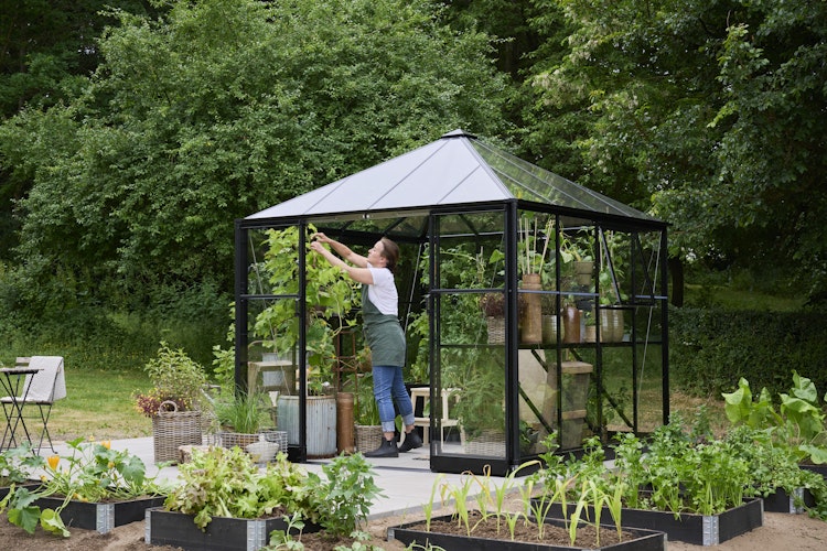 Halls Gewächshaus Qube Square - 6,3 m²