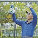 Vorschaubild Makita Astschere DUP181Z