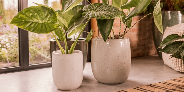 Plant Pot Nilas weiß