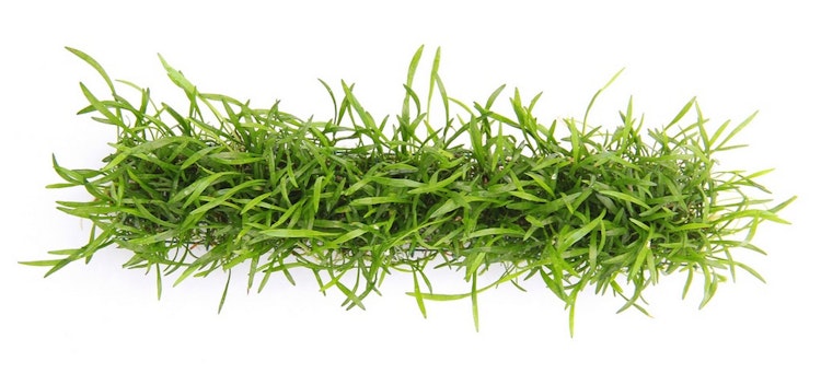 Lilaeopsis brasiliensis