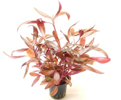 Alternanthera reineckii 'rot'