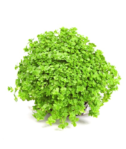 Hemianthus callitrichoides 'Cuba'