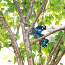 Vorschaubild Makita Akku-Astsäge DUC101Z