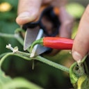 Vorschaubild Fiskars Schere Solid Kräuter SP220 1063326