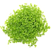 Micranthemum tweedieiZubehörbild