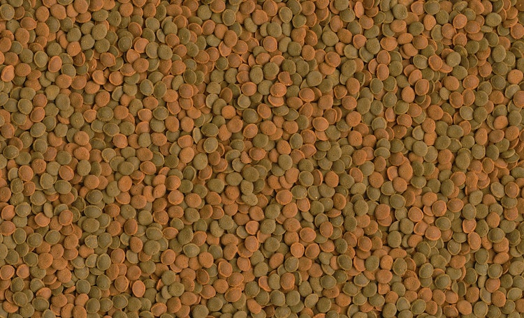 Tetra Wafer Mix