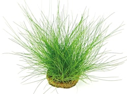 Eleocharis acicularis