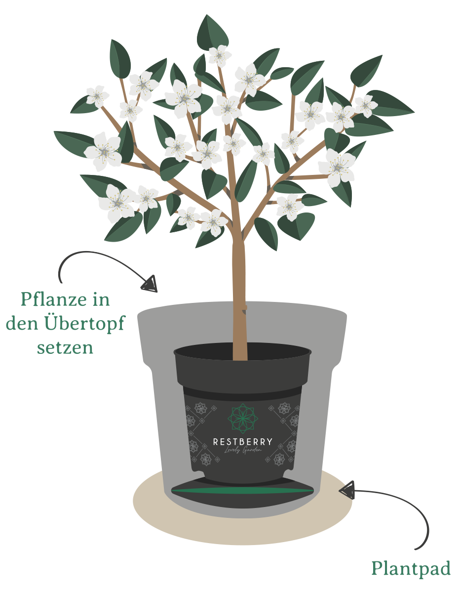 rest_4251908700066_howtoimage_plantpad_3_4287998043
