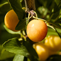 Allrounder Mirabelle Juro