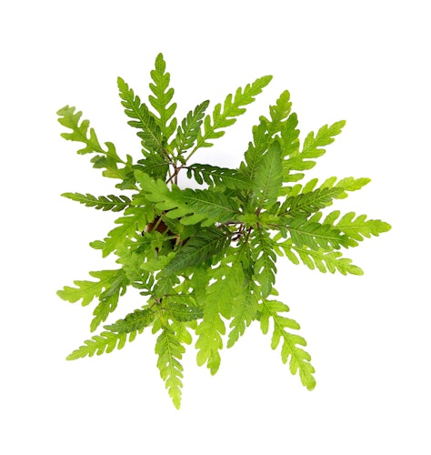 Hygrophila pinnatifida