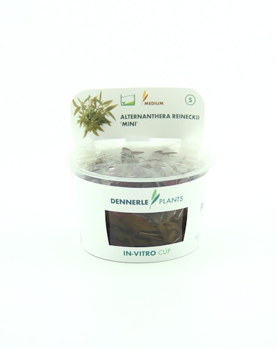 Alternanthera reineckii 'Mini'