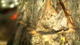 Husqvarna Motorsäge 435 Mark II