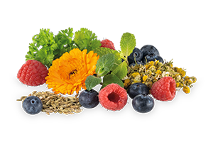 6517_kraeuter_und_fruechte